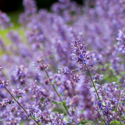 Ornamental purple flowers of lavender dupe perennial plant Nepeta - Catnip - 'Six Hills Giant' in the naturalistic English cottage garden.