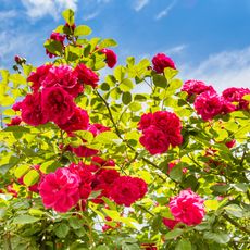 rose bush in summer sunshine with deep pink blooms