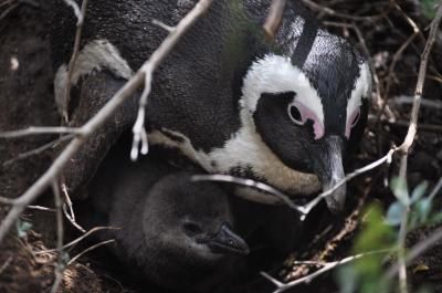 Baby black-footed penguins