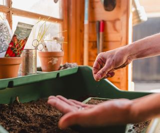 Sowing vegetable seeds in a greenhouse