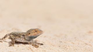 Bearded dragon in sand