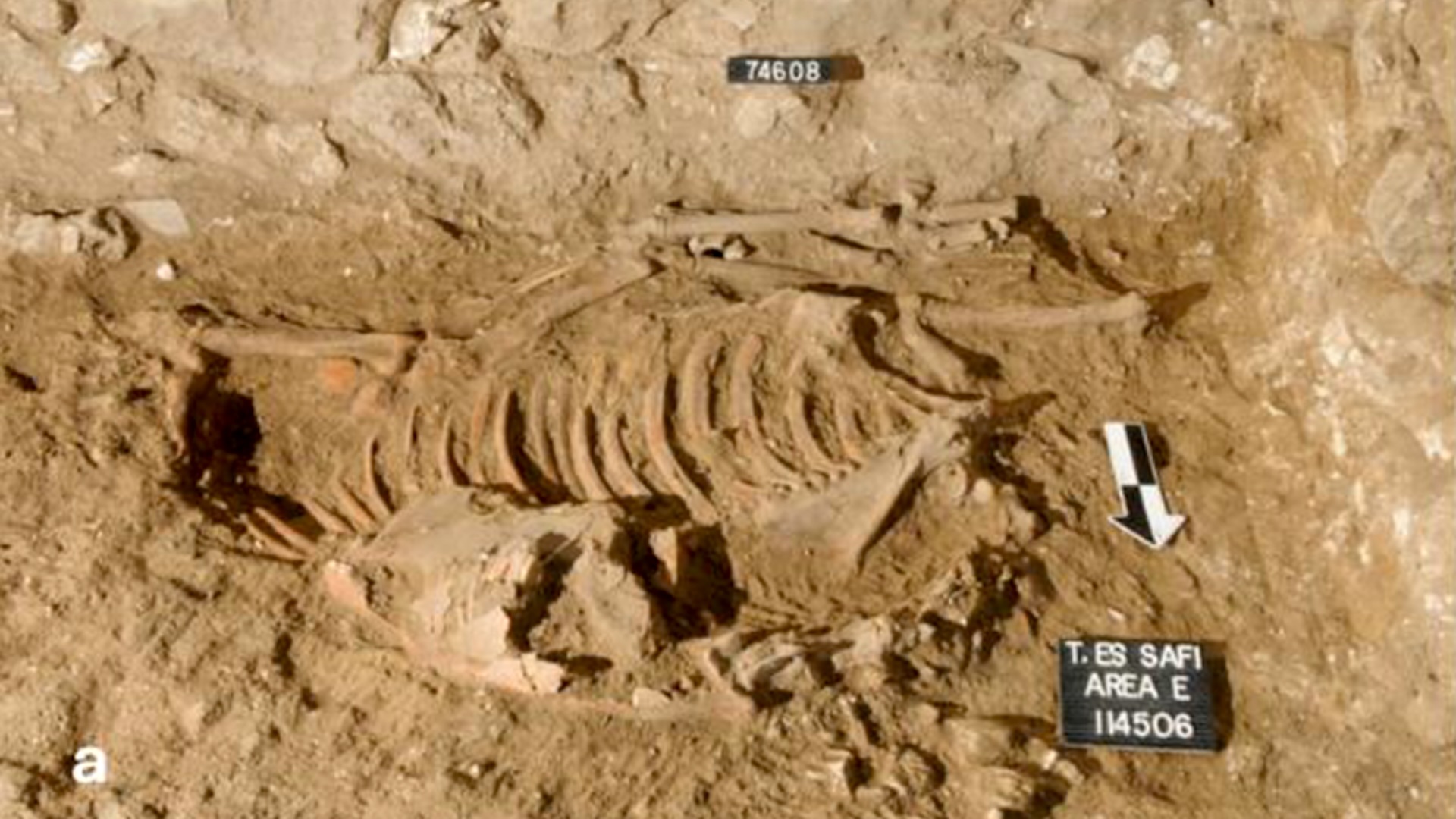 a close-up of an excavated donkey skeleton