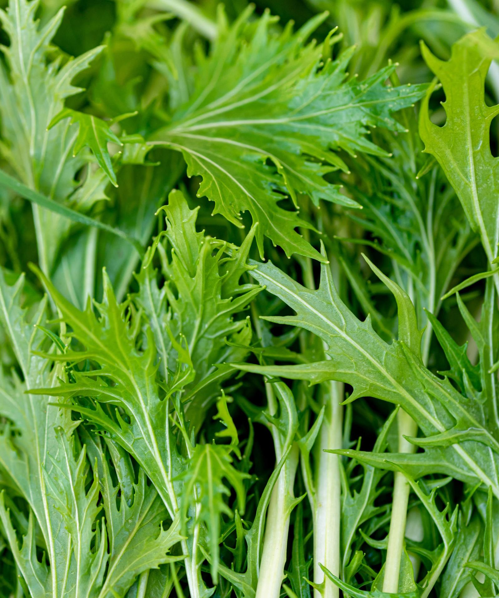 How to grow mizuna - expert tips for bumper harvests | Homes and Gardens