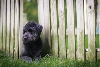 Dog escaping from garden fence