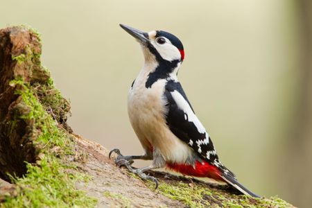 Black, white and red bird