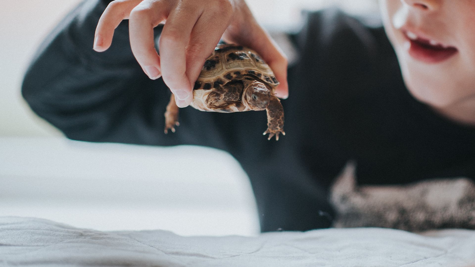 Child holding a small tortoise