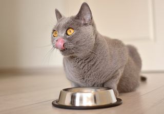 Cat licking lips after eating a bowl of one of the best cat foods for allergies