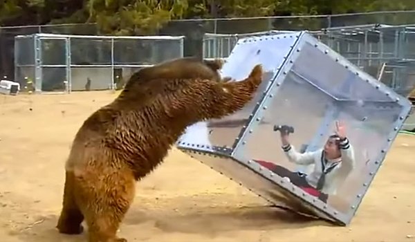 ”grizzly”