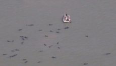 Rescuers attempted to herd a group of 41 pilot whales in Everglades National Park into deeper water on Dec. 4 but failed. Today (Dec. 5) they are headed to sea, a good sign, although 5 more are missing. 