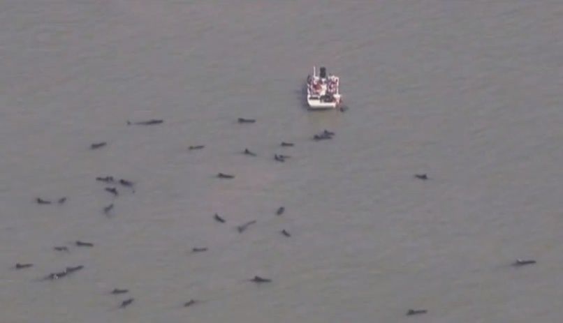 Rescuers attempted to herd a group of 41 pilot whales in Everglades National Park into deeper water on Dec. 4 but failed. Today (Dec. 5) they are headed to sea, a good sign, although 5 more are missing. 