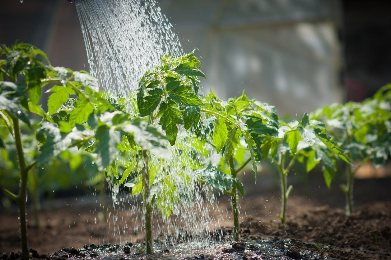 Plants In A Garden Being Watered