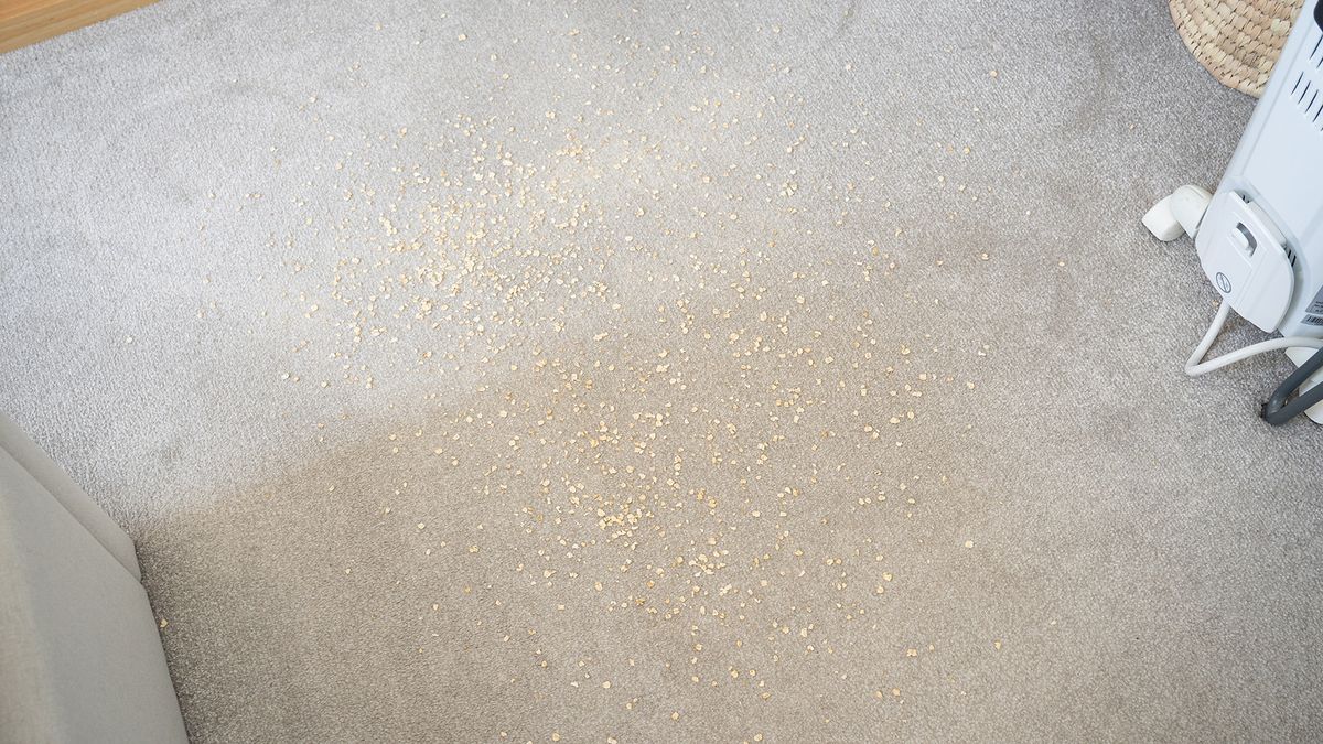 Oats on a carpet before the vacuuming test