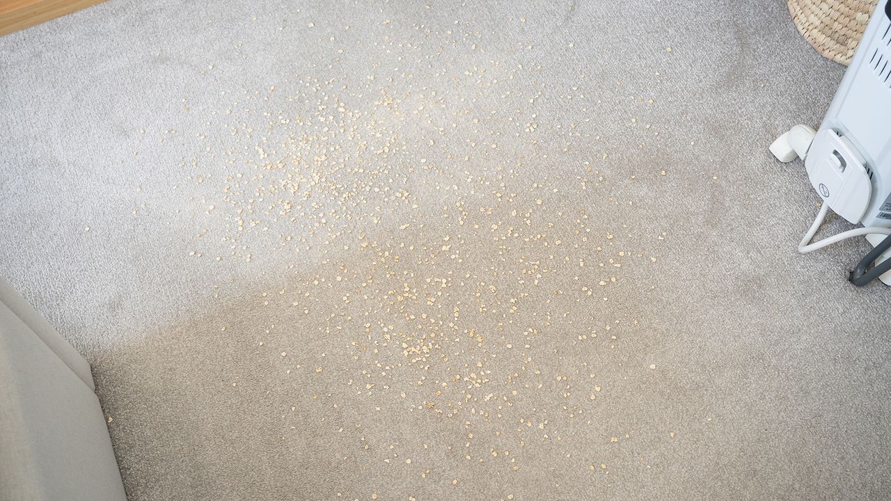 Oats on a carpet before the vacuuming test