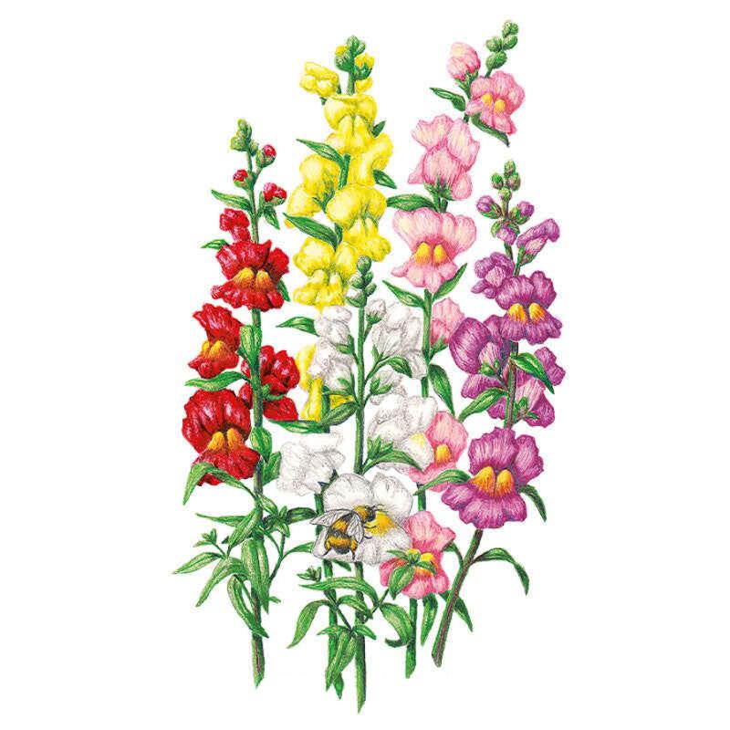 Snapdragon seeds