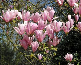 Magnolia 'Heaven Scent' in bloom