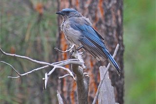 Mexican Jay