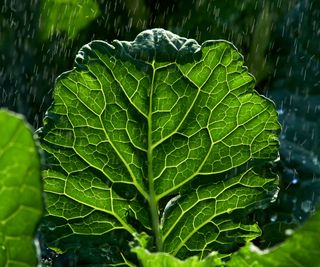 kale leaf in rain