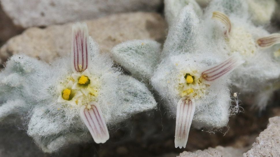 WOOLLY DEVIL FLOWERS IN TEXAS DESERT ARE THE 1ST NEW PLANT GENUS DISCOVERED IN A US NATIONAL PARK IN ALMOST 50 YEARS visual data 3