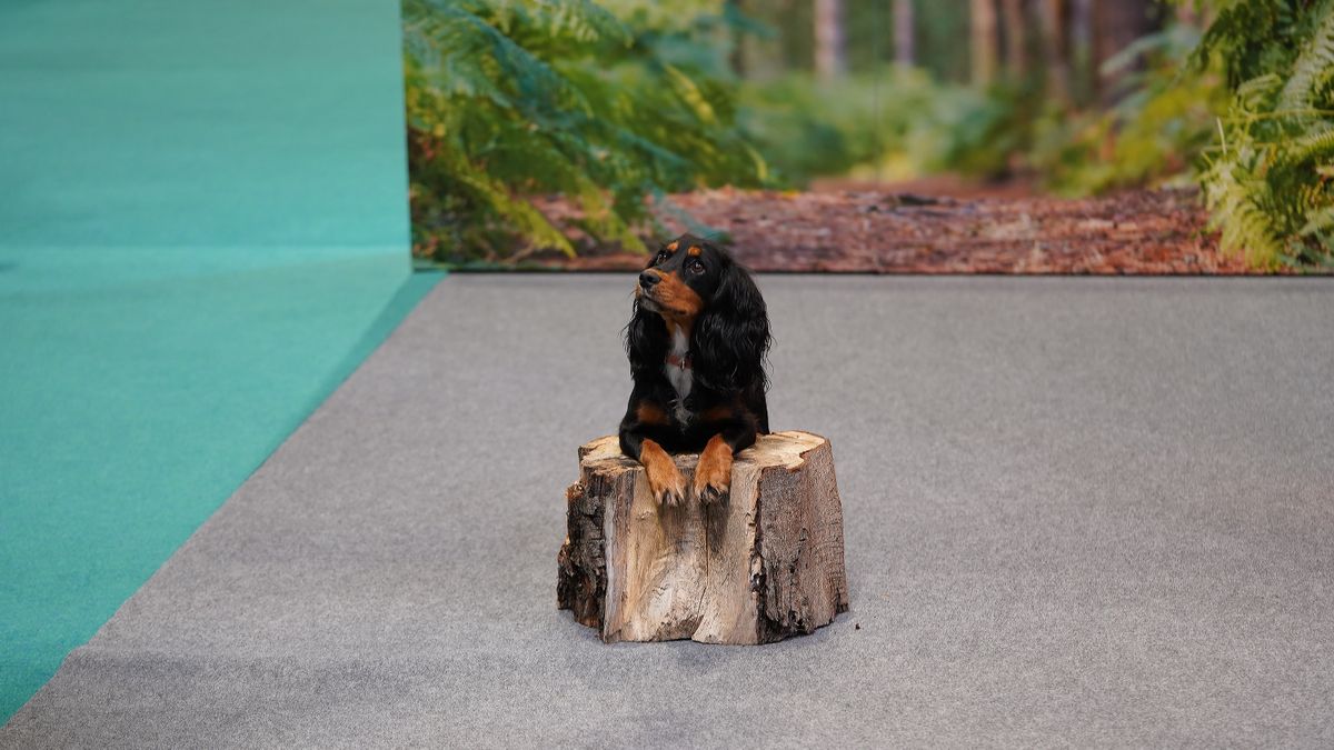 Dogs that stole our hearts at The Photography Show 2022