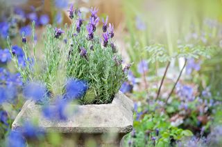 lavender shrub in pot