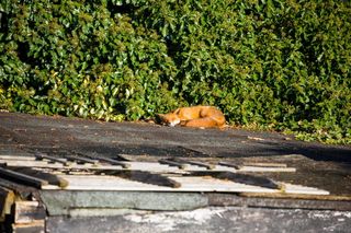 A fox sleeping on a London roof