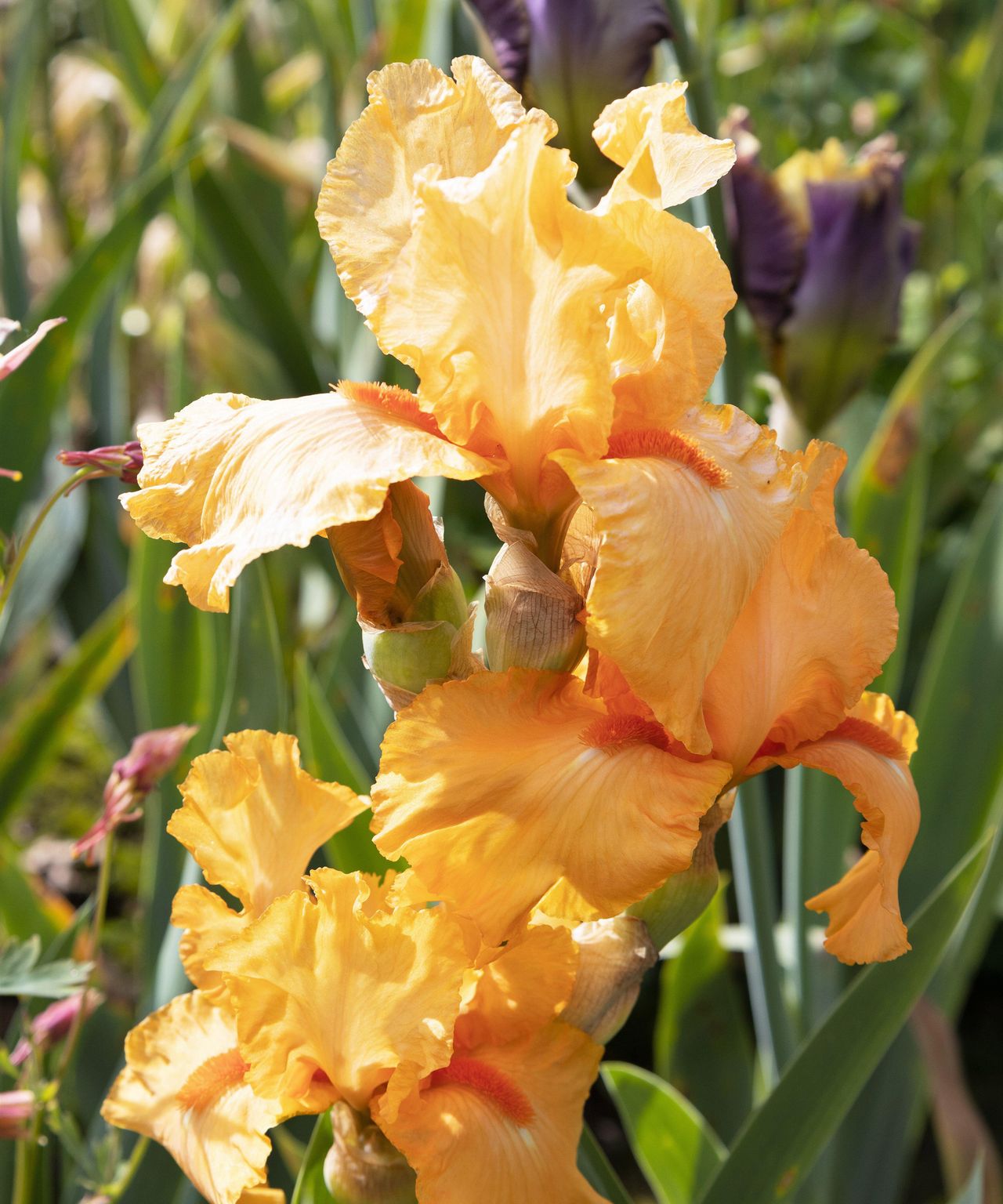 Best Bearded Iris Varieties 12 Stunning Types To Try Homes And Gardens