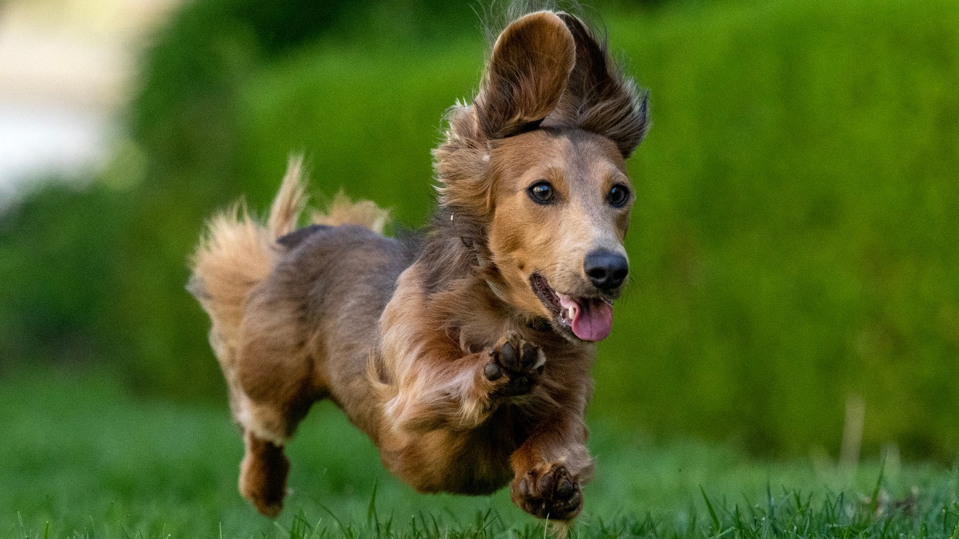 Dachshund sales lap dog