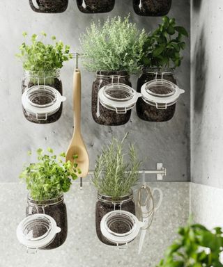Herb garden growing in mason pots