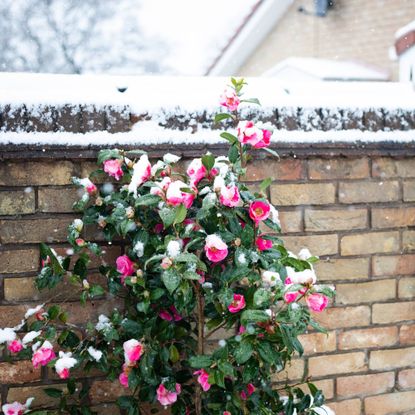 Pink camellias bloom on shrub in the snow