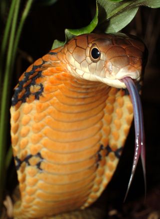 The King Cobra (Ophiophagus Hannah), listed as vulnerable, due to loss of habitat and over exploitation for medicinal purposes, is the world