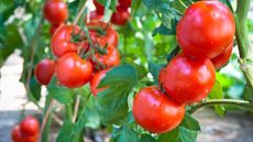 Red tomatoes growing on plants in a greenhouse