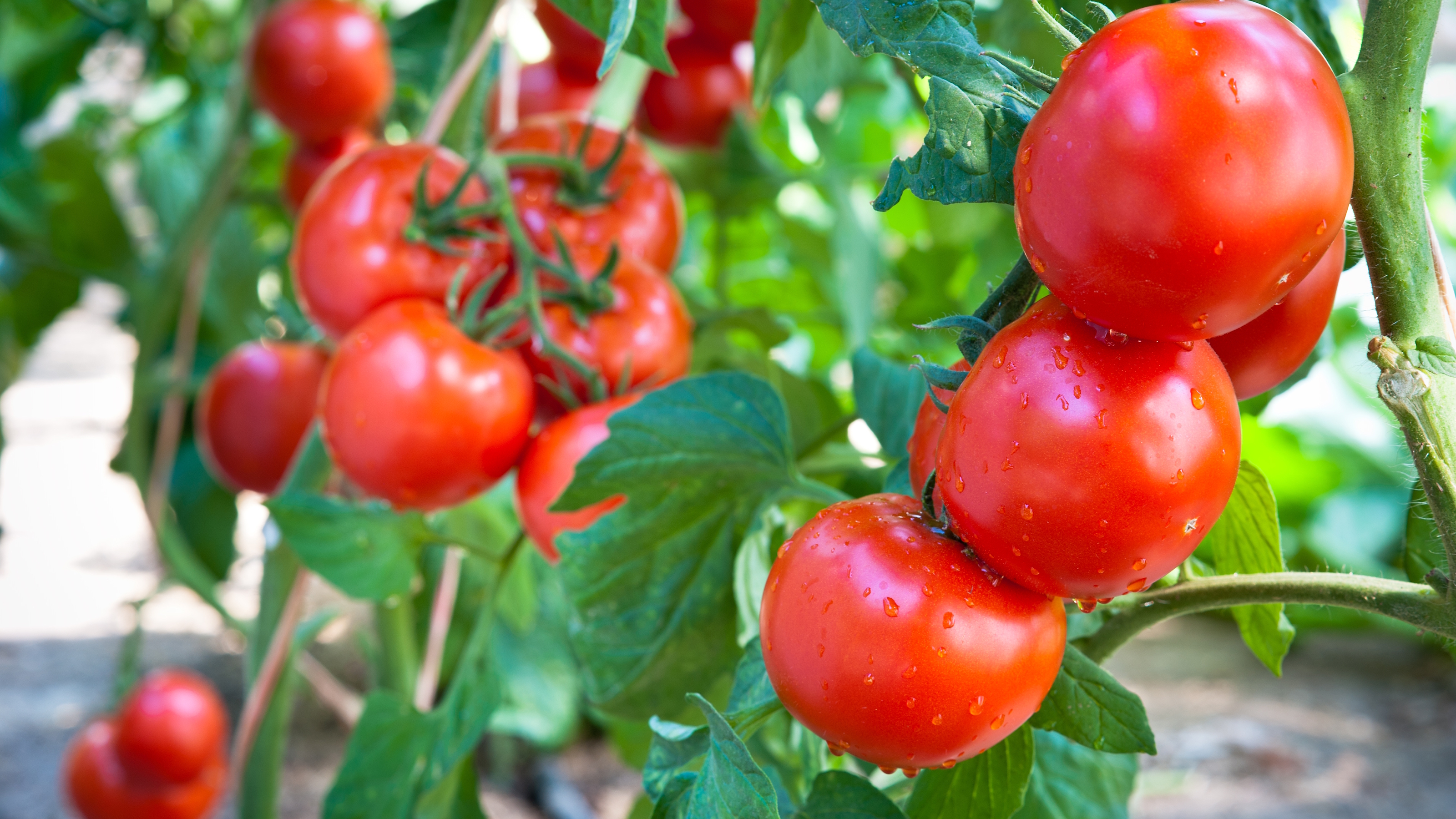 Red tomatoes growing on plants in a greenhouse