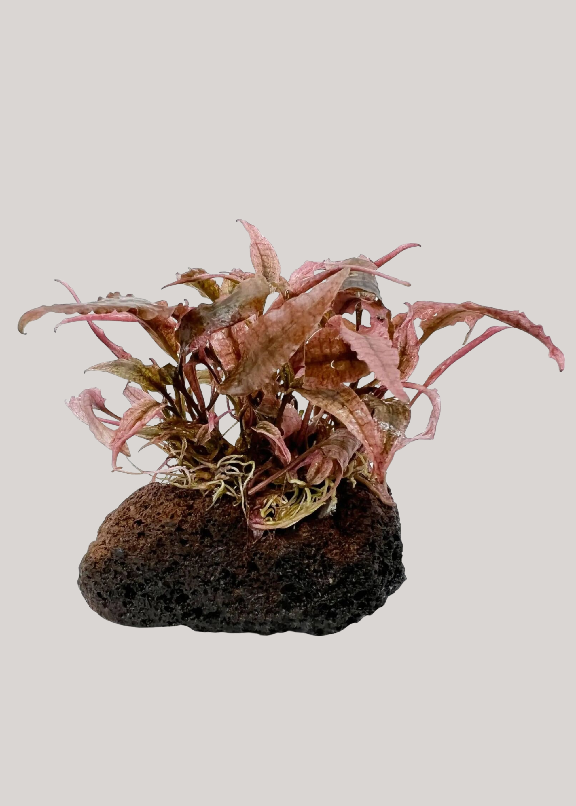 Aqua Essentials, Cryptocoryne petchii on Lava Rock