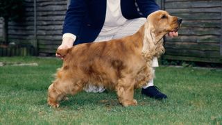 Show cocker spaniel