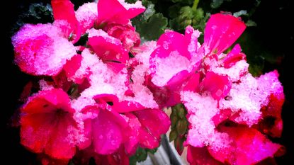 overwintering geraniums covered in snow