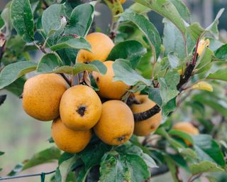 heritage apples from the orchard at Le Manoir aux quat'saisons