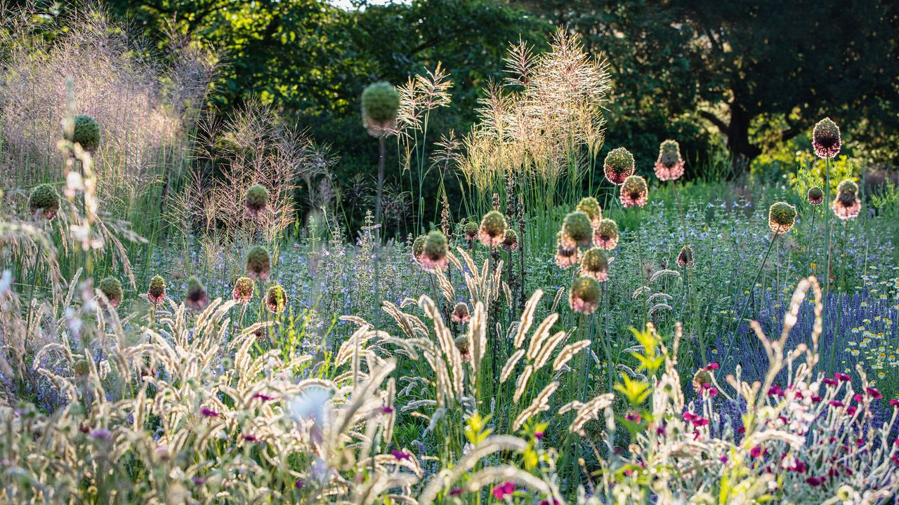 dry gardens