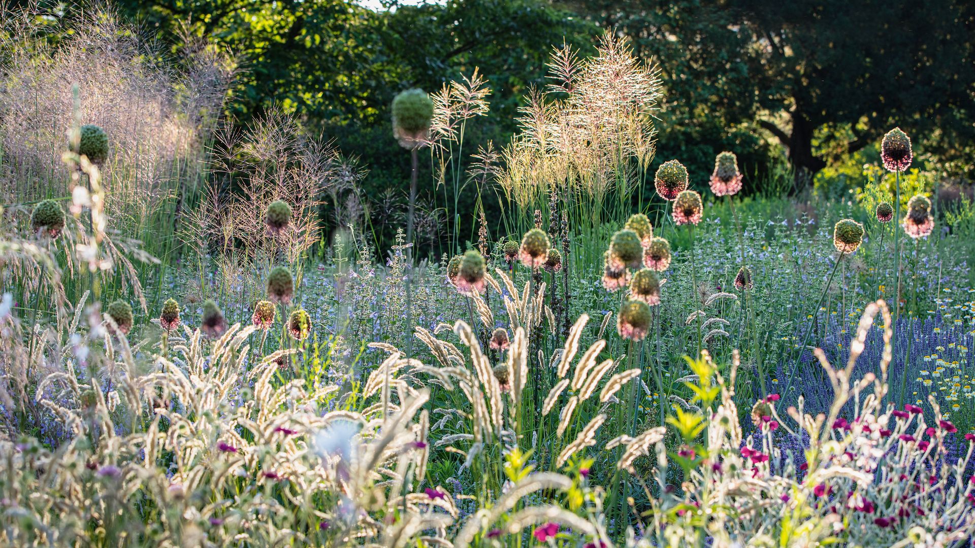 Dry gardens explained - 10 expert tips for a lush landscape | Livingetc