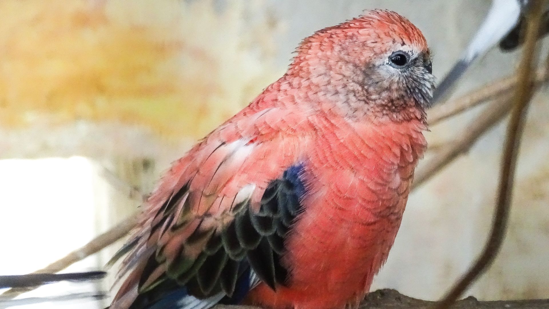pink feathered bourke's parrot