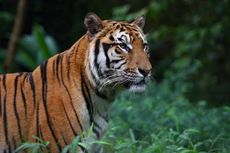 Sumatran tiger 
