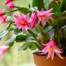 blooming easter cactus