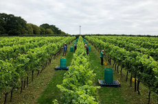 English wine harvest 2018