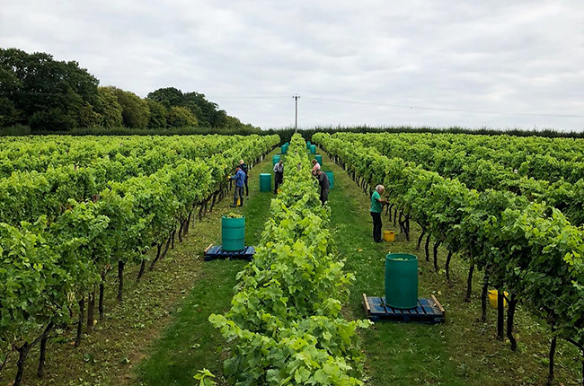 English wine harvest 2018