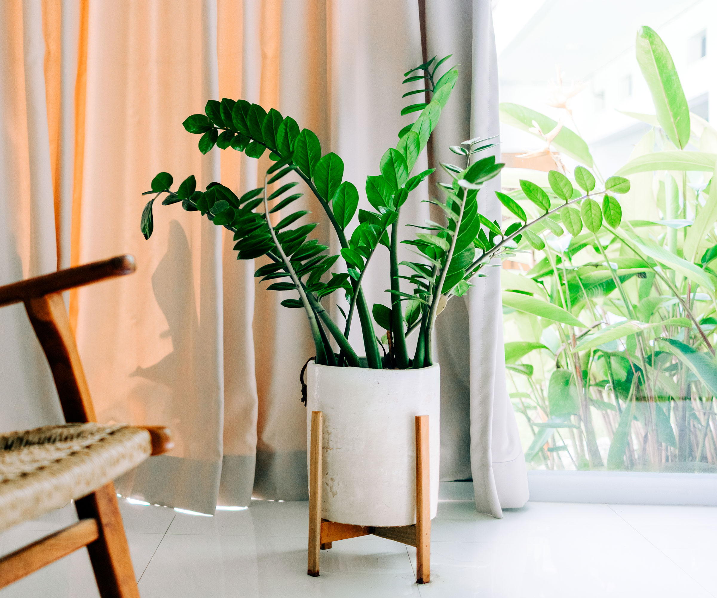 zz plant in white pot with plant stand in living room