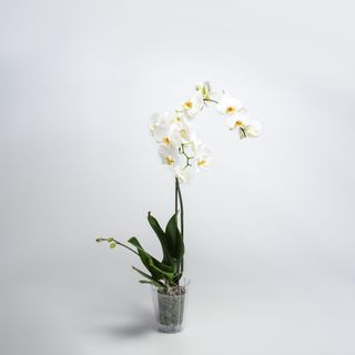 white phalaenopsis orchid houseplant