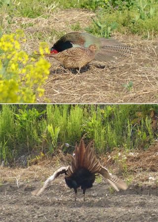 A pheasant with its tail fanned out, below.