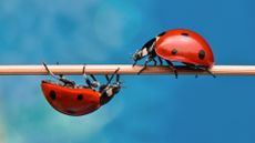 Two bright red ladybugs walk towards each other on a twig, one on top, the other beneath, on a bright blue background.
