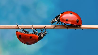 Two bright red ladybugs walk towards each other on a twig, one on top, the other beneath, on a bright blue background.