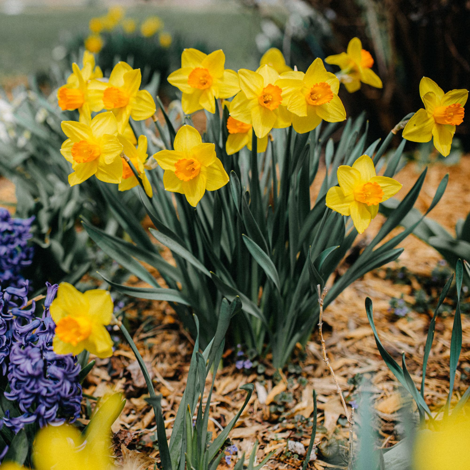 spring flowers in garden border