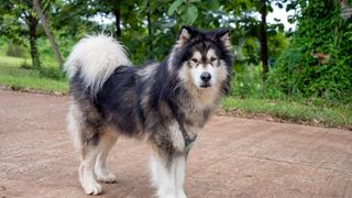 32 of the best outdoor dog breeds